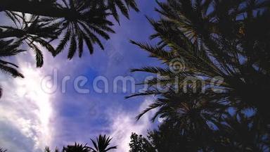 天景棕榈树<strong>时间</strong>推移。