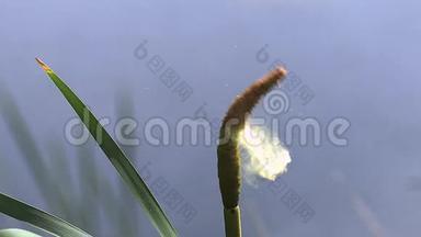 大<strong>芦苇</strong>或<strong>芦苇</strong>，斑疹伤寒，花粉从植物释放，在诺曼底池塘。
