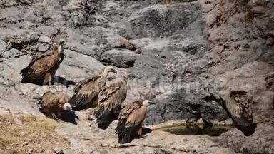 格里芬秃鹫Gyps Fulvus在野外的山上洗澡