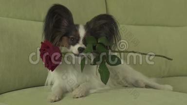 狗狗Papillon在情人节的库存录像中把红玫瑰放在嘴里谈恋爱