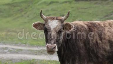 格鲁吉亚高加索山脉的一群牛