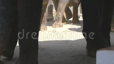 一群大象在街上走着。 靠近大象的爪子。 低视角