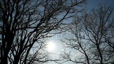 <strong>阳光</strong>透过<strong>树木照射</strong>在蓝天背景上。