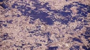 水杉叶片漂浮在波光粼粼的湖面上，粉末，碎屑..