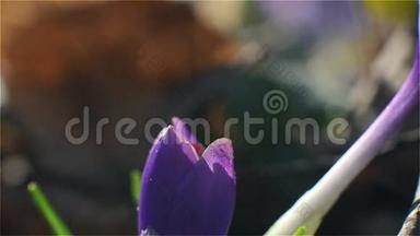 蜜蜂落在紫色的花朵上，通过收集花粉和花蜜授粉