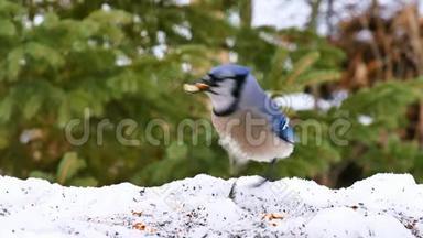美丽的蓝鸟，雪上蓝鸟科