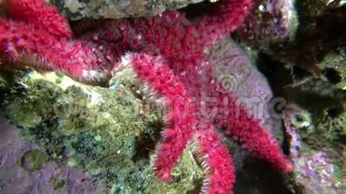 巴伦支海海底的红海星。