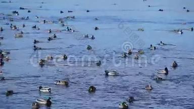大鸭子成群地漂浮在河上，马拉德鸭子在水中游泳