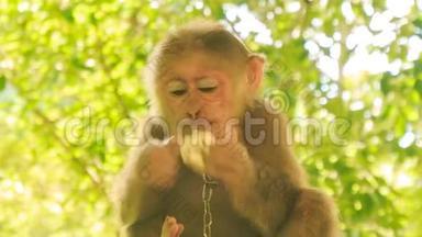 脖子上戴着金属链的特写猴子坐在公园里吃水果