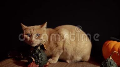 一只<strong>小桃</strong>猫，旁边是一个黑色背景红色南瓜。