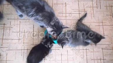 缅因州浣熊小猫和他们的大妈妈一起在地板上吃健康的猫猫粮