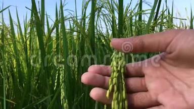 女人手摸绿稻田里的稻田