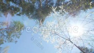 一个盛开的白梅树树冠的低角度视角