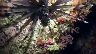 赤海沙底纯蓝色背景下的蝎子鱼。