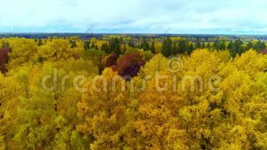 森林在秋天的季节亮橙黄<strong>红颜色</strong>的空中观景直升机无人机。