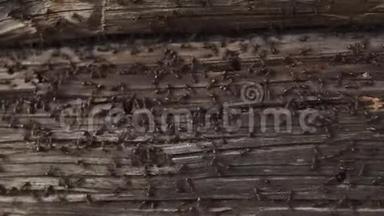 蚂蚁窝在木头上-火蚁爬在木头的旧房子上