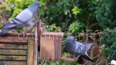 野鸽子在松鼠喂食盒里为花生打架。