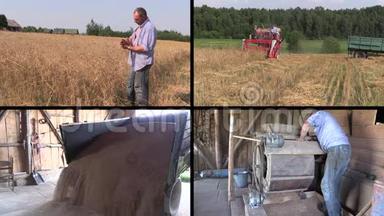 农民检查收获和筛选小麦植物。 视频剪辑拼贴