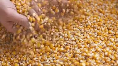 刚收获的玉米粒。 农业背景，玉米收获