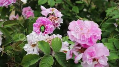 公园里的粉红色玫瑰，花园里的花园，花园里生长着嫩嫩的玫瑰，花瓣上有露水的花朵，风景优美