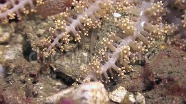 菲律宾野生动物水下世界海底软珊瑚。