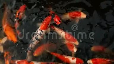 充满活力的七彩日本<strong>锦鲤</strong>鱼在传统的花园池塘游泳。 <strong>中国</strong>花剑在水面下。
