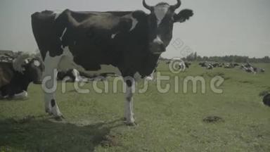 奶牛。 奶牛在农场的牧场里。 慢动作