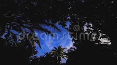 天景棕榈树<strong>时间</strong>推移。