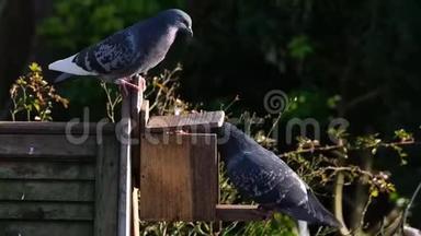 野鸽子在松鼠喂食盒里为花生打架。