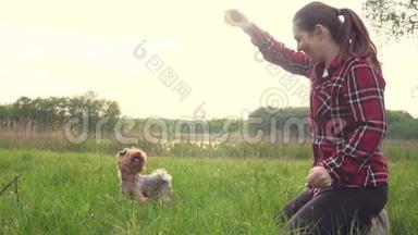 日落时分，女孩和一只狗在大自然中玩耍。 狗约克郡猎犬在大自然中玩接球的生活方式