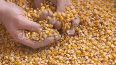 刚收获的玉米粒。 农业背景，玉米收获