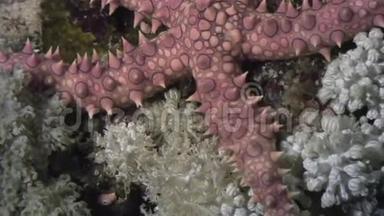 红海海底背景海洋景观上的海星。