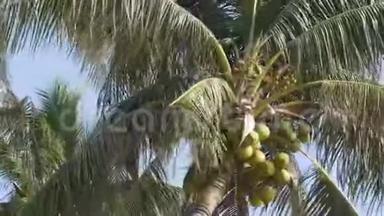 棕榈树和<strong>椰</strong>子在蓝天上。 大绿<strong>椰</strong>子。 泰国