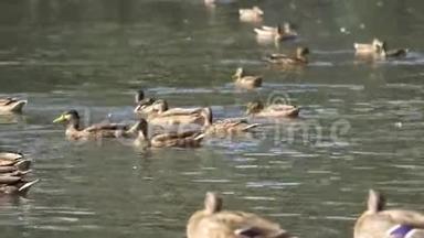 城市公园池塘里的水上鸭子。 鸭子在城市公园的池塘里游泳。 鸭子在城市公园游泳