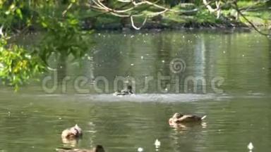 城市公园池塘里的水上鸭子。 鸭子在城市公园的池塘里游泳。 鸭子在城市公园游泳