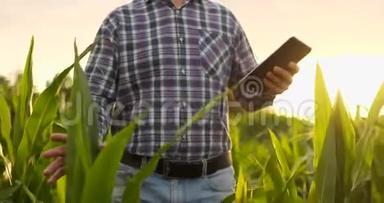 农民在玉米田使用数字平板电脑现代技术在<strong>农业生产</strong>中的应用