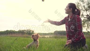 日落时分，女孩和一只狗在<strong>大自然</strong>中玩耍。 狗约克郡猎犬在<strong>大自然</strong>中用慢动作接球