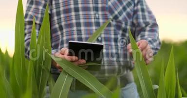 农民在玉米田使用数字平板电脑现代技术在农业生产中的应用