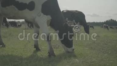 <strong>奶牛</strong>。 <strong>奶牛</strong>在农场的<strong>牧场</strong>里。 慢动作
