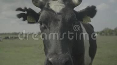 奶牛。 奶牛在农场的牧场里。 慢动作