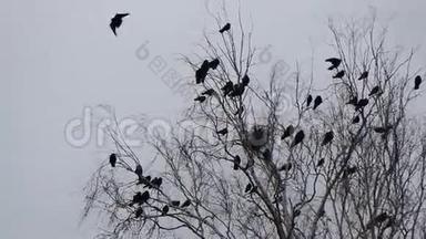 秋天的景象，乌鸦在巢里飞来飞去的剪影