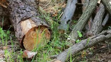 在森林中产卵树干。 树干只被砍倒，留下锯末