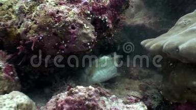 黑鳗<strong>鱼</strong>在马尔代夫<strong>海底</strong>吃<strong>鱼</strong>食。