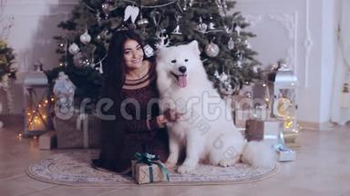 美丽的女孩在圣诞树附近和萨莫伊德狗玩耍和玩耍