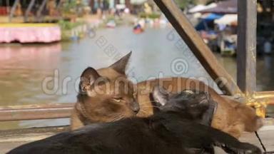 两只猫互相玩耍，躺在漂浮的芭堤雅市场的木墩上。 泰国