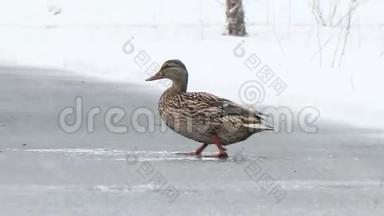 鸭子很快就在雪下奔跑。 埃卡捷琳堡。 鲁鲁