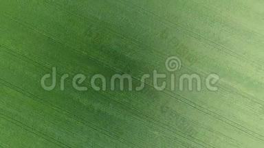麦田的质地.. 田间幼嫩绿色小麦的背景.. 无人机的照片。 小麦的航空照片