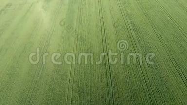 麦田的质地.. 田间幼嫩绿色小麦的背景.. 无人机的<strong>照片</strong>。 小麦的<strong>航空照片</strong>