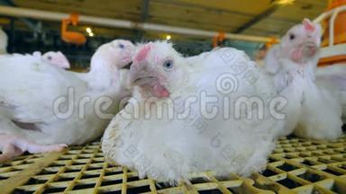 鸡坐在家禽养殖场。