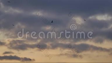 一群鸟在日落时在天空中飞翔。 一群鸟在天空中，乌鸦在阳光下，秋天